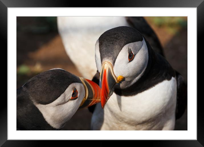 Puffin Loving Framed Mounted Print by Lesley Newcombe