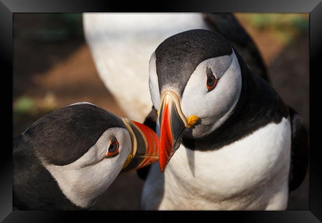 Puffin Loving Framed Print by Lesley Newcombe