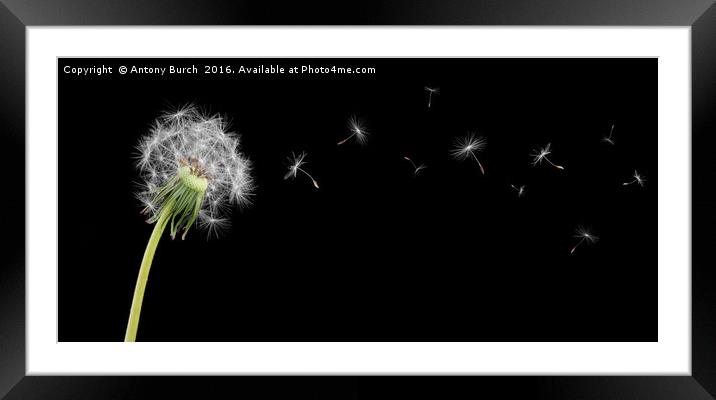 Wish upon the Wind Framed Mounted Print by Antony Burch