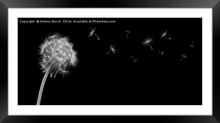 Wish upon the Wind mono Framed Mounted Print by Antony Burch