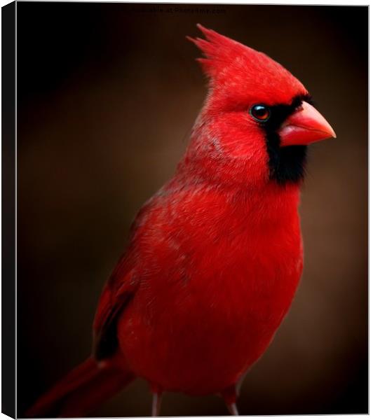 Male Northern Cardinal Portrait Canvas Print by Paul Mays