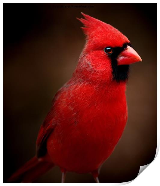Male Northern Cardinal Portrait Print by Paul Mays