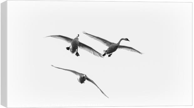 Swans in Flight Canvas Print by Chris Sweet