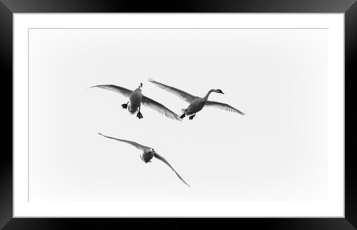 Swans in Flight Framed Mounted Print by Chris Sweet
