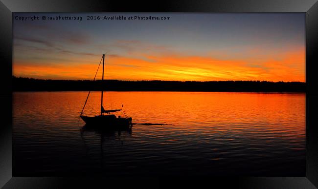 Campbell River Sunrise Framed Print by rawshutterbug 