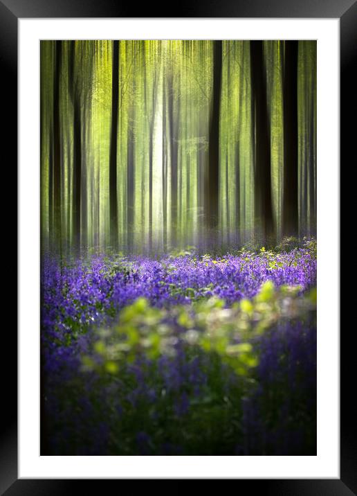 BlueBell Woodland  Framed Mounted Print by Philip Male