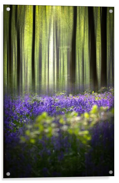 BlueBell Woodland  Acrylic by Philip Male