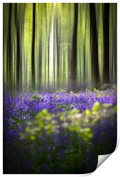 BlueBell Woodland  Print by Philip Male