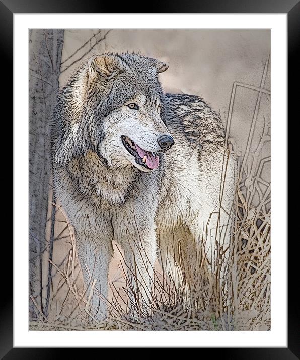 Wolf By Tree Framed Mounted Print by Dennis Hirning