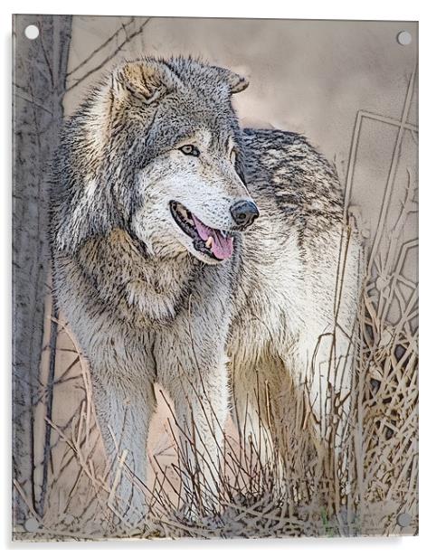 Wolf By Tree Acrylic by Dennis Hirning