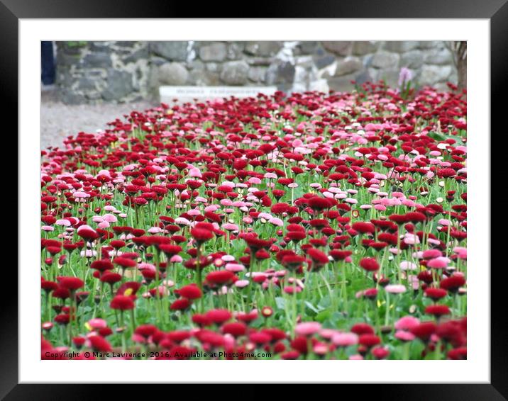 A sea of pink and burgundy Framed Mounted Print by Marc Lawrence