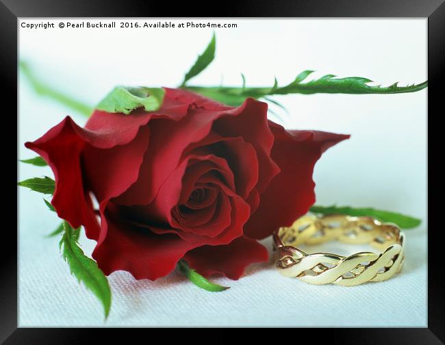 Rose and Gold Ring Valentine Concept Framed Print by Pearl Bucknall