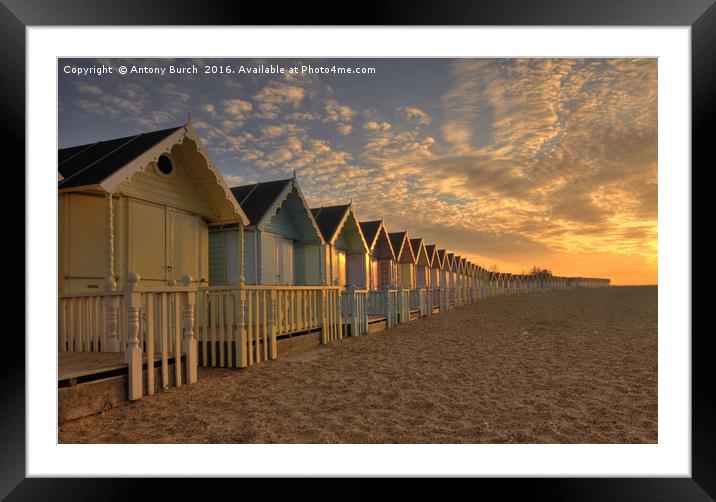 Mersea Beach Huts Framed Mounted Print by Antony Burch