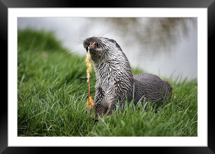 Feeding Otter Framed Mounted Print by Stephen Mole