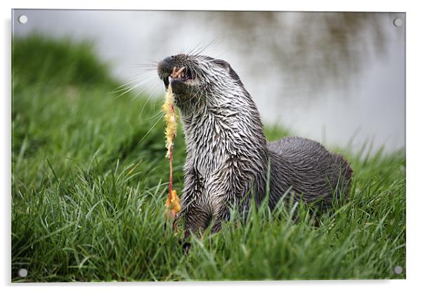 Feeding Otter Acrylic by Stephen Mole