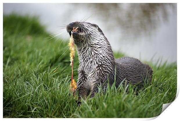 Feeding Otter Print by Stephen Mole