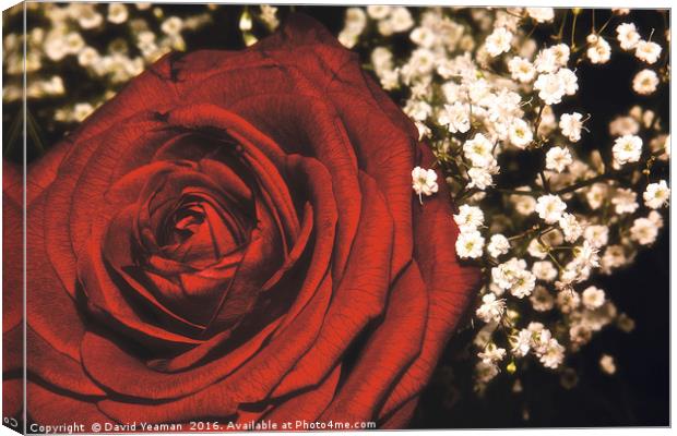 A Red Rose for your Lover Canvas Print by David Yeaman