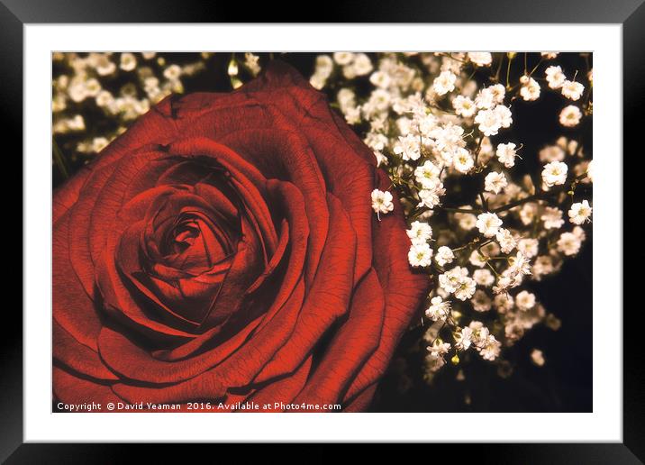 A Red Rose for your Lover Framed Mounted Print by David Yeaman