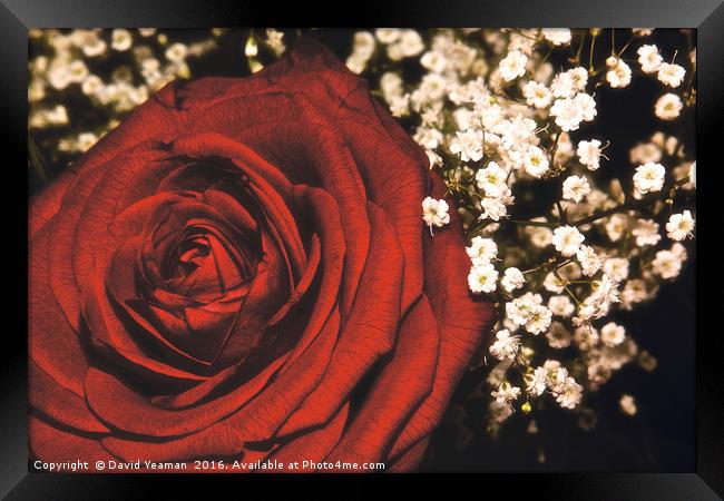 A Red Rose for your Lover Framed Print by David Yeaman