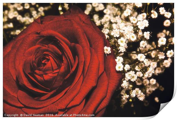 A Red Rose for your Lover Print by David Yeaman