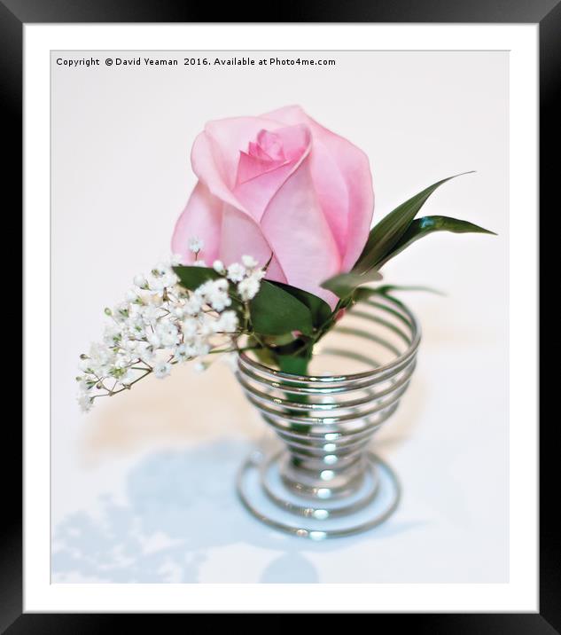 Pink Rose in an egg cup Framed Mounted Print by David Yeaman