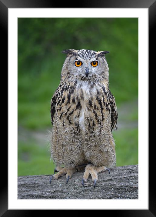 Eagle Owl Framed Mounted Print by Stephen Mole