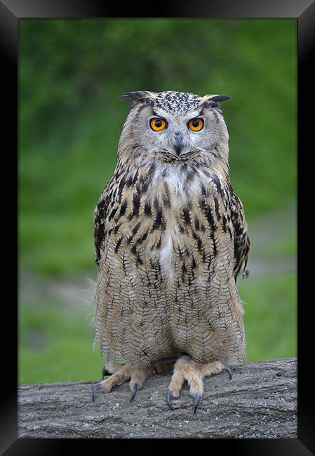 Eagle Owl Framed Print by Stephen Mole