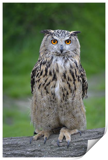 Eagle Owl Print by Stephen Mole