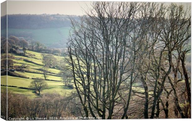 Dorset Landscape with Tree Silhouettes on a Cold S Canvas Print by Liz Shewan