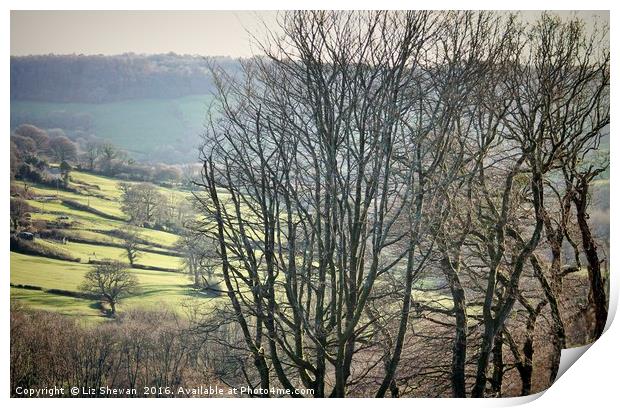 Dorset Landscape with Tree Silhouettes on a Cold S Print by Liz Shewan