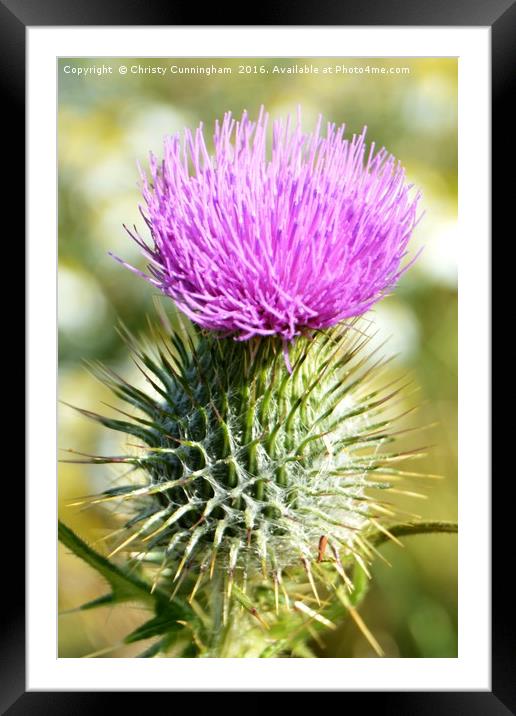 Thistle Framed Mounted Print by Christy Cunningham