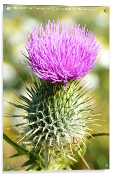 Thistle Acrylic by Christy Cunningham