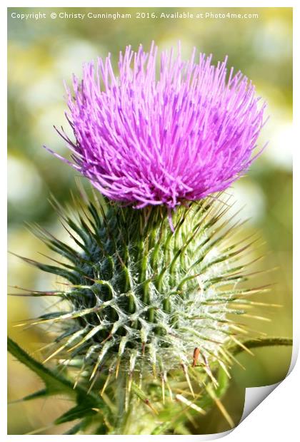 Thistle Print by Christy Cunningham