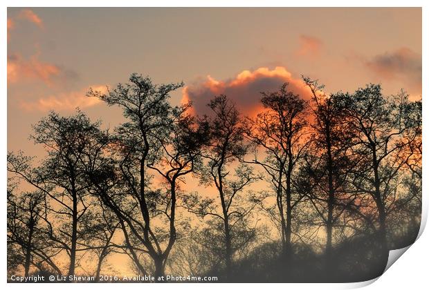 Sunset Glory and Tree Silouettes - Art in Nature Print by Liz Shewan