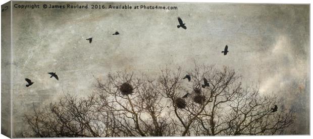 Crows Canvas Print by James Rowland