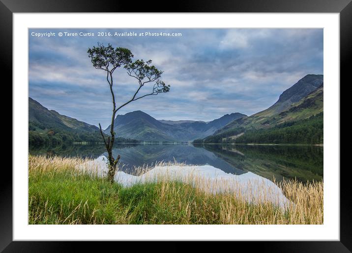 Lone Tree Framed Mounted Print by Taron Curtis