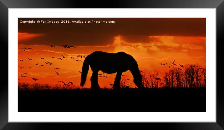 Horse on a hill Framed Mounted Print by Derrick Fox Lomax