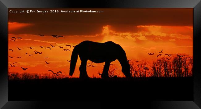 Horse on a hill Framed Print by Derrick Fox Lomax
