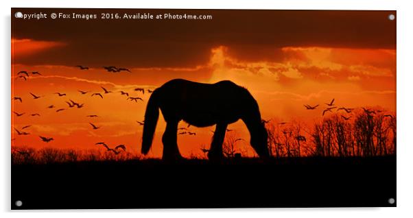 Horse on a hill Acrylic by Derrick Fox Lomax