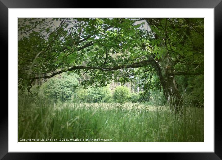 A Meadow in Devon Framed Mounted Print by Liz Shewan