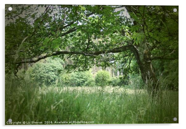 A Meadow in Devon Acrylic by Liz Shewan