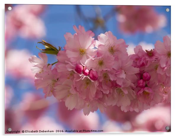 Romantic Spring blossom Acrylic by Elizabeth Debenham