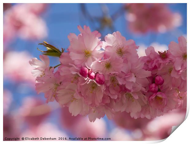 Romantic Spring blossom Print by Elizabeth Debenham