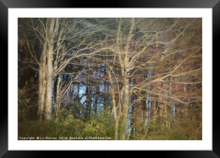 Blues through Whispy Trees | A Woodland in Dorset Framed Mounted Print by Liz Shewan