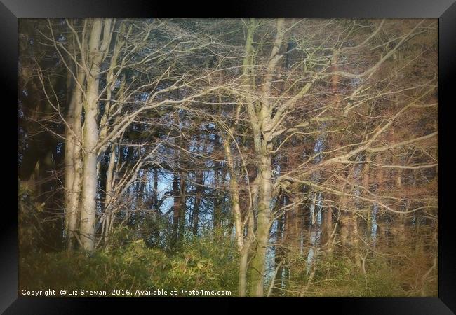 Blues through Whispy Trees | A Woodland in Dorset Framed Print by Liz Shewan