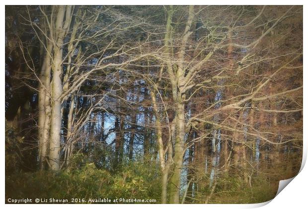 Blues through Whispy Trees | A Woodland in Dorset Print by Liz Shewan