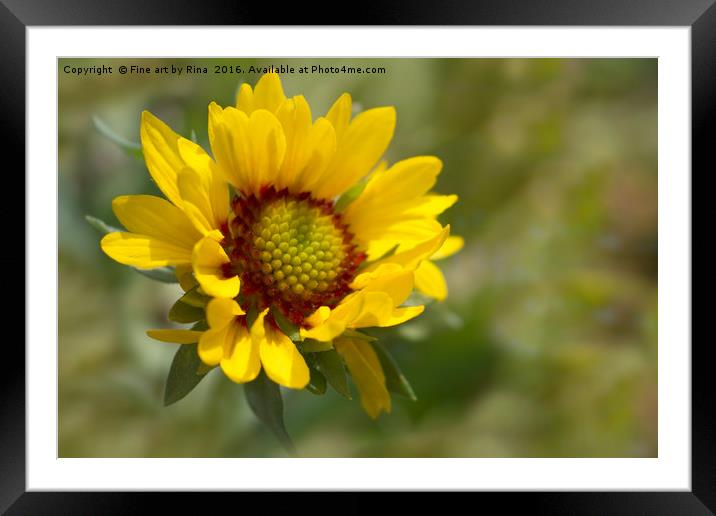 Sunny Delight Framed Mounted Print by Fine art by Rina
