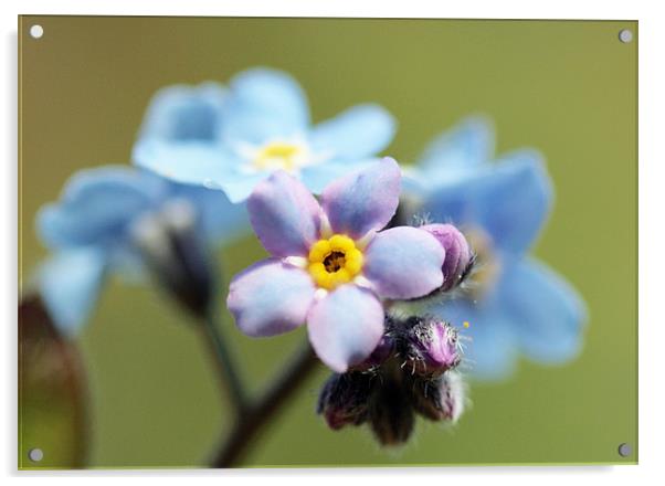 Blue Flowers Acrylic by Simon Drew