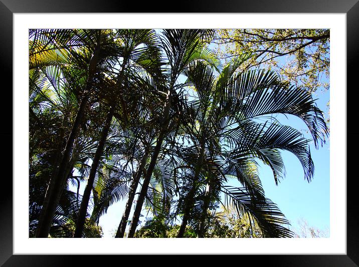 Tops of Palms Framed Mounted Print by james balzano, jr.