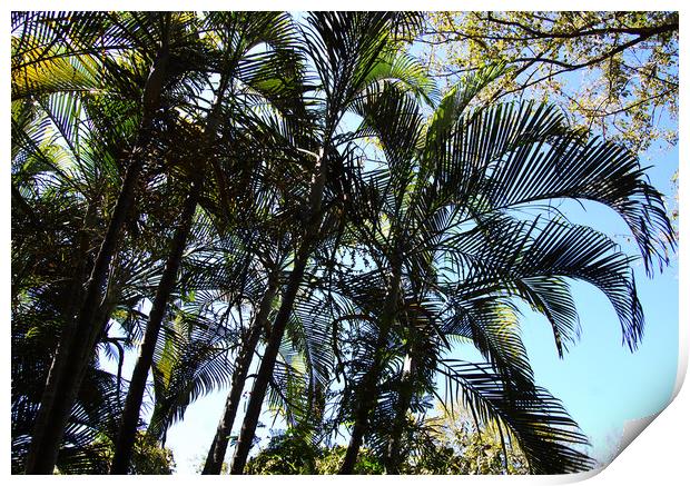 Tops of Palms Print by james balzano, jr.